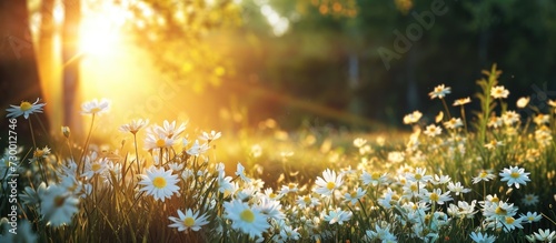 White flowers are blooming beautifully, with glimpses of yellow petals amidst the stunning scenery, abundant greenery, and a radiant sun overhead.