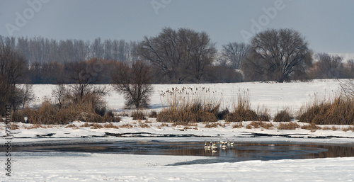 Swans in the unfrozen part of the lake on a winter day