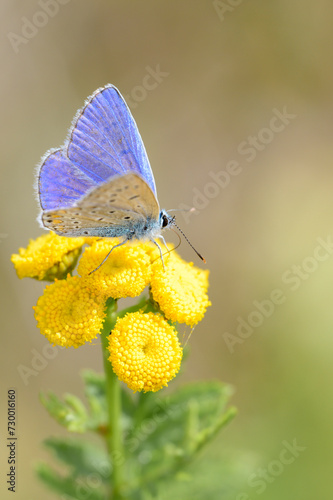 Common blue butterfly - Polyommatus icarus - on Tansy - Tanacetum vulgare
