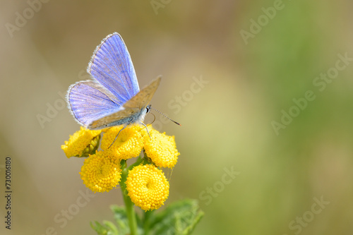 Common blue butterfly - Polyommatus icarus - on Tansy - Tanacetum vulgare