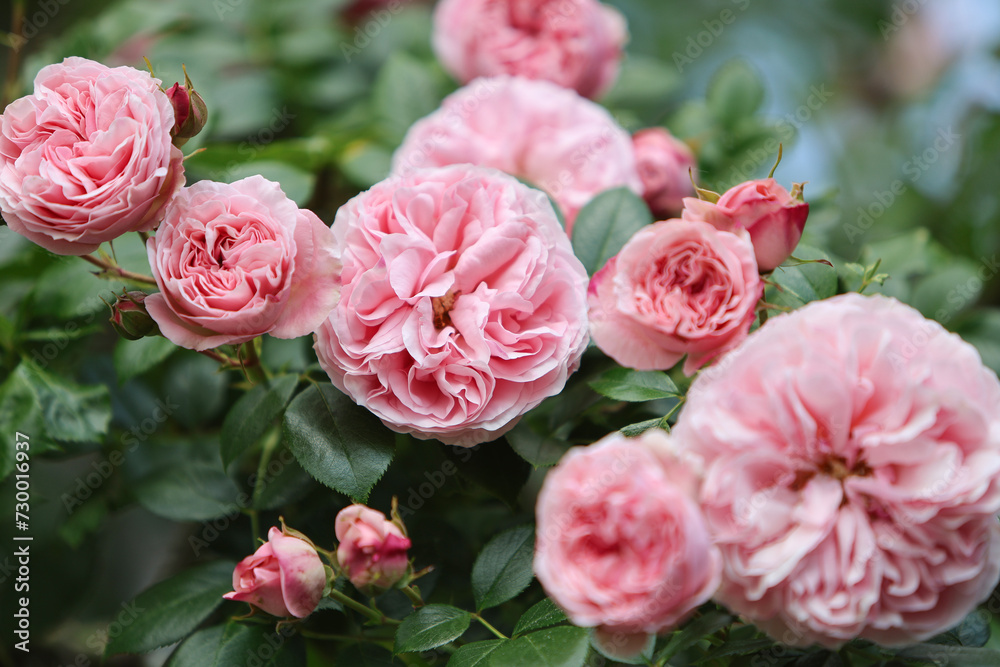 Relaxing cottage garden scene showing beautiful english climbing roses in summer sunshine.	