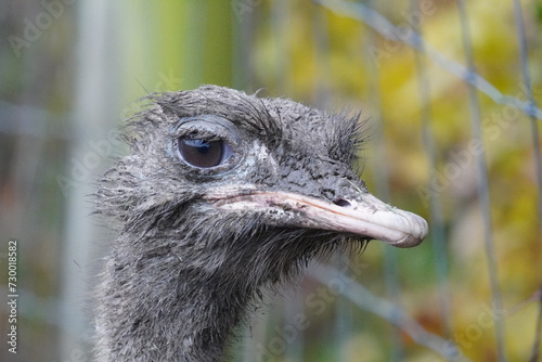 Ostrich