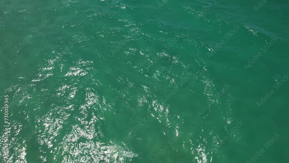 Shark Swimming In Palm Beach - Gold Coast - Queensland QLD - Australia - Drone Shot Shark Swimming In Palm Beach - Gold Coast - Queensland QLD - Australia - Drone Shot