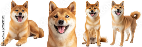 Happy shiba inu dog collection, portrait, standing, lying, sitting, isolated on a white background photo