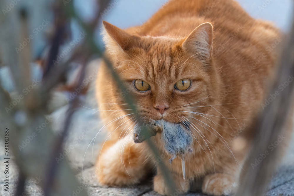 Orangefarbene Katze mit Beute im Maul. Orangefarbene Katze mit Beute im Maul.