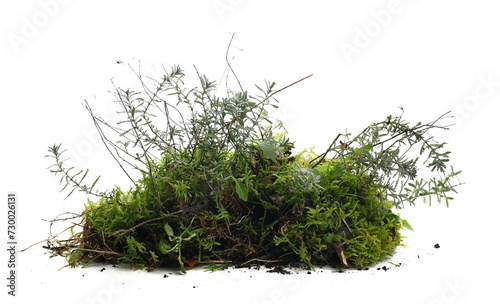 Green moss and grass isolated on white background
