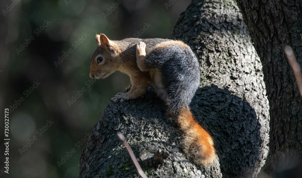 Fototapeta premium squirrel ,Sciuridae
