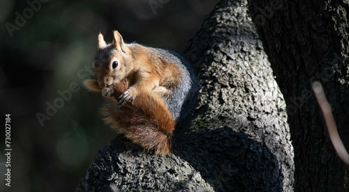 squirrel ,Sciuridae