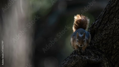 Φωτογραφία squirrel ,Sciuridae