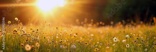Field of wildflowers against the bright sun. Bright yellow and green flowers against the background of bright sunlight
