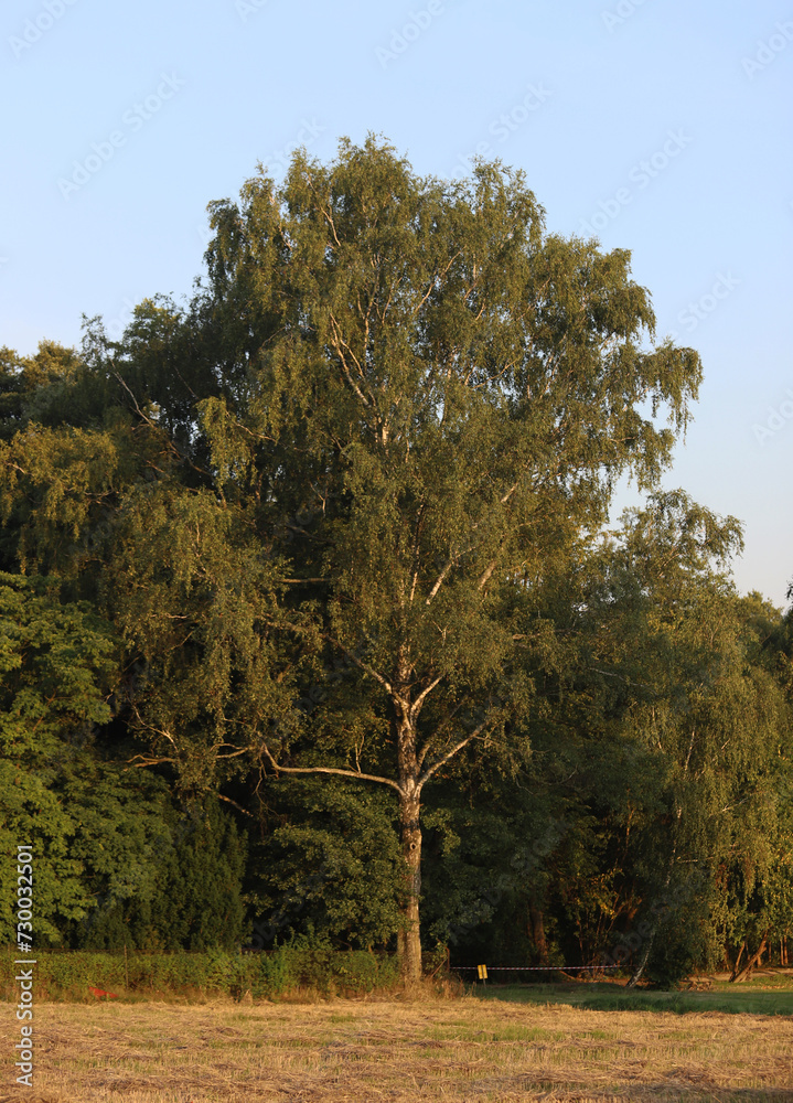 Obraz premium Brzoza