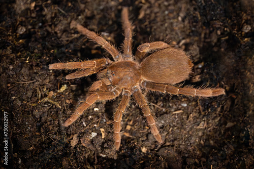 King baboon tarantula Pelinobius muticus photo