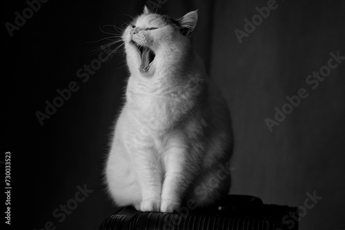 Gato blanco abriendo la boca photo