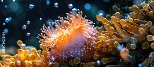 Sea Anemone in Coral Reef in Lembeh, Sulawesi, Indonesia.