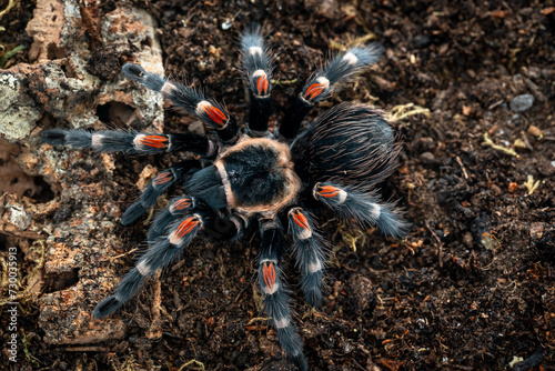 Mexican flameknee tarantula Brachypelma auratum photo