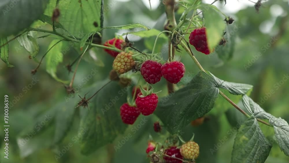 Berry farm. Ripe raspberry fruits on bush. Red and green raspberries on a bush. Ecologically grown berries on bushes in the garden. High quality FullHD footage