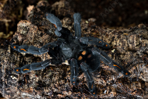 Venezuelan suntiger tarantula Psalmopoeus irminia