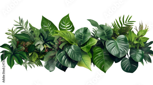 Green leaves of tropical plants bush (Monstera, palm, fern, rubber plant, pine, birds nest fern) floral arrangement indoors garden nature backdrop isolated on white background photo