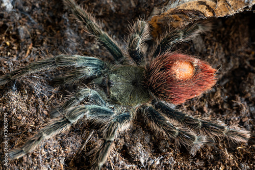 Flame Rump Tree Spider Thrixopelma ockerti