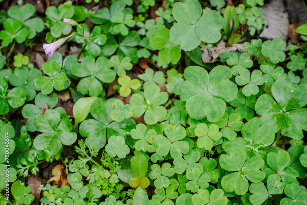 Violet Wood-sorrel Oxalis. Violet Wood-sorrel Oxalis.
