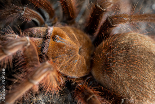 Goliath giant bird eater Theraphosa apophysis