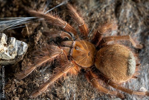Goliath giant bird eater Theraphosa apophysis
