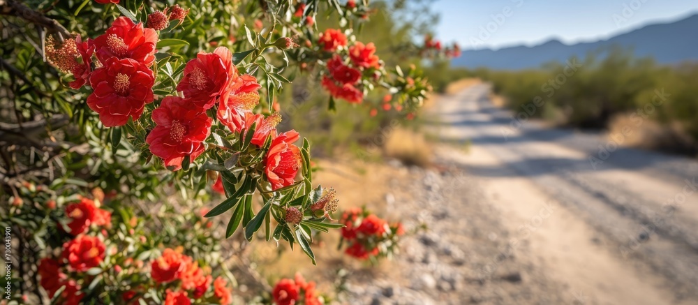 Red flowers and small fruits hanging from pomegranate shrubs along city roads in the American Southwest.