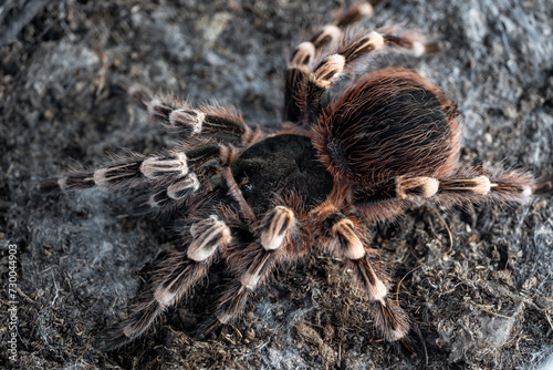 Giant knee tarantula Acanthoscurria geniculata