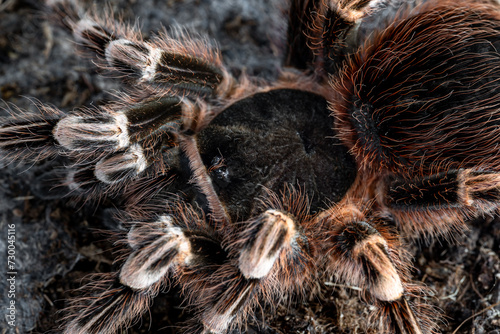 Giant knee tarantula Acanthoscurria geniculata