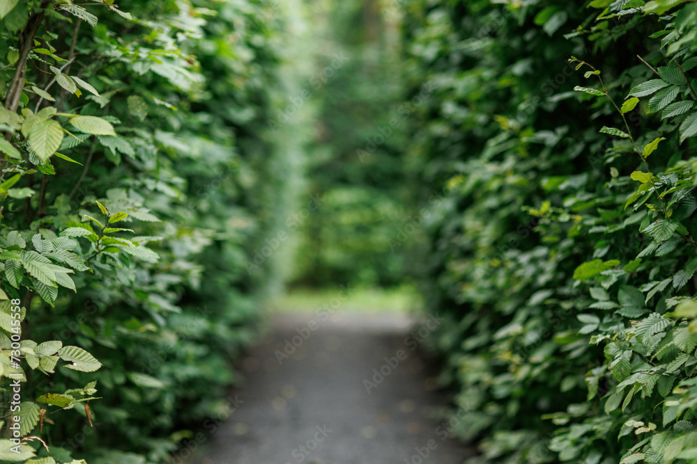 Fototapeta premium Bright green tunnel made from foliage lush plants. Footpath or walkway between fresh natural leaves. Alley at park. Summertime. Background of nature