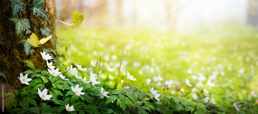 Beautiful Spring white flowers of anemones and flying butterfly on sunny glade in spring forest; Easter Spring forest landscape with flowering primroses - obrazy, fototapety, plakaty 