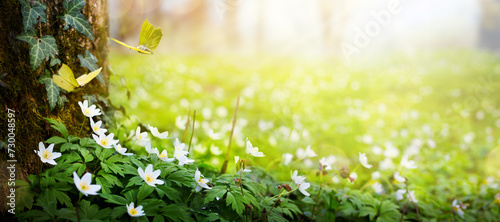 Beautiful Spring white flowers of anemones and flying butterfly on sunny glade in spring forest; Easter Spring forest landscape with flowering primroses