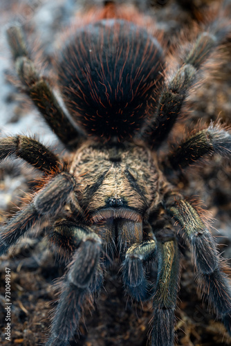 Cuban bronze tarantula Phormictopus auratus photo