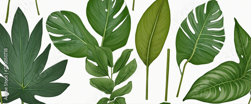set of exotic big leaf green interior home plant for decoration and different foliage leaves  photo