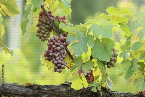 grappoli di uva nera in un vigneto 