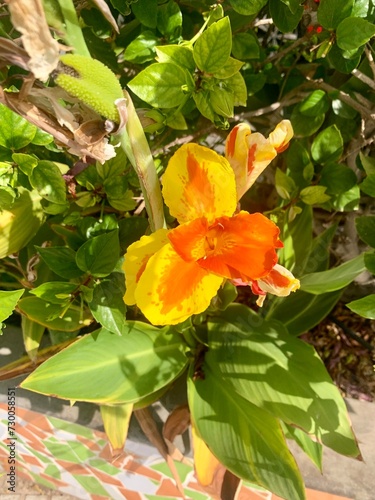 Flor de Capacho (Canna Sp)