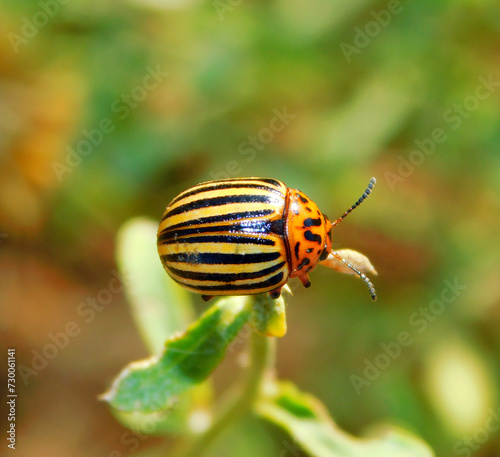 colorado potato beetle photo