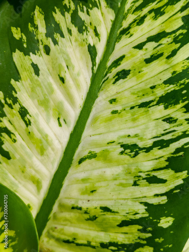 nature background, leaves of Sri Fortuna plant, Dieffenbachia seguine, photo