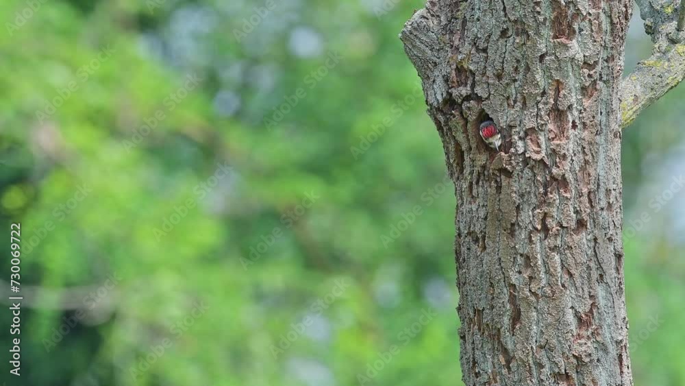 Young woodpecker on nest calls adults to feed (Dendrocopos major) Young woodpecker on nest calls adults to feed (Dendrocopos major)