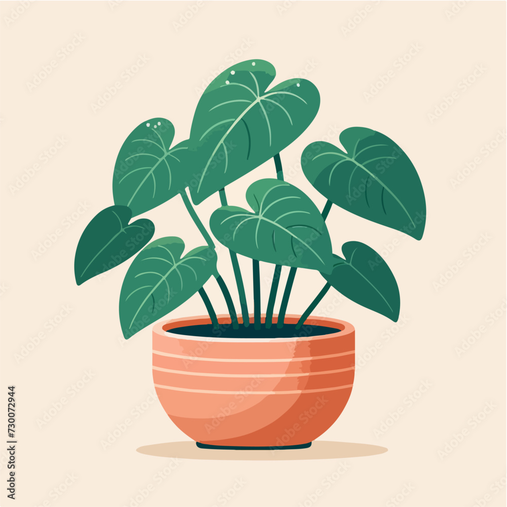 flat design natural heart shape alocasia houseplant in a pot vector illustration flat design natural heart shape alocasia houseplant in a pot vector illustration
