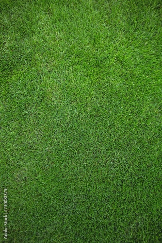 Green Grass Field Background 3