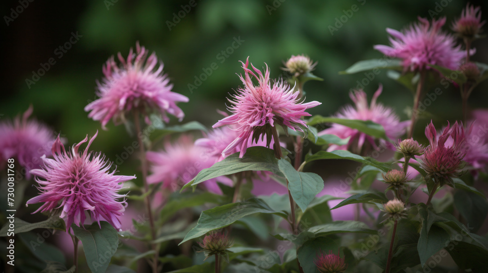 Bee Balm planted alongside a water feature, Bee Balm planted alongside a water feature,
