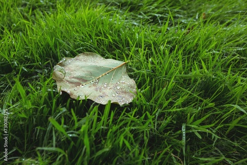 Maple Leaf Fallen Green Grass 2