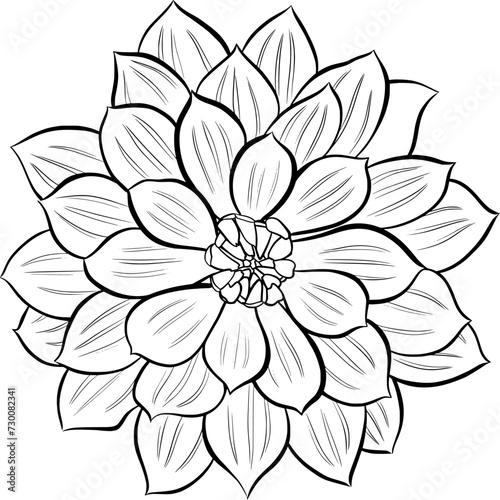 Dahlia flower outline illustration on transparent background