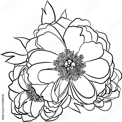 peony flower outline illustration isolated