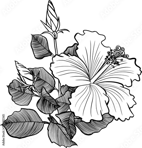 hibiscus flower engraving drawing vector