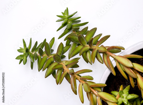 Two Long Branches of Crassula Sticking Out of a White Pot. Green Leaf Succulent on White Background. Top View. Crassula, Latin name Pigmyweeds. Decorative Succulent Plant.