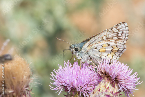 Yellow-banded hoppy butterfly nectaring on purple-coloured flowers. Pyrgus sidae.