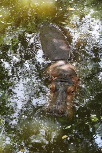 The Big hippopotamus is float in river