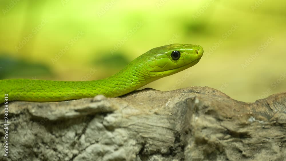 A green mamba crawling along trees with tongue coming out A green mamba crawling along trees with tongue coming out